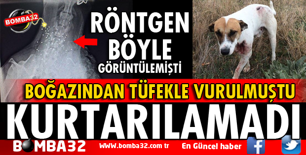 BOĞAZINDAN VURULAN KÖPEK YAŞAM MÜCADELESİNİ KAYBETTİ
