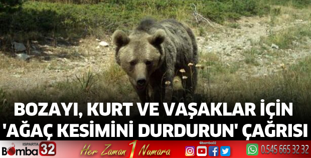 Bozayı, kurt ve vaşaklar için 'Ağaç kesimini durdurun' çağrısı