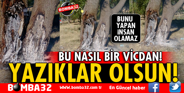 BU BİR DOĞA KATLİAMIDIR!