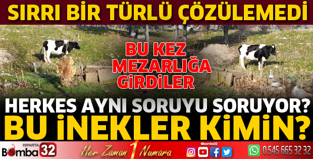 Bu inekler kimin?