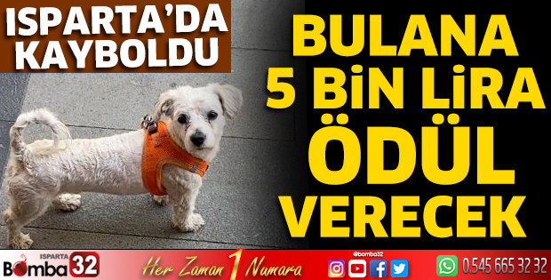 Bu köpeği bulana 5 Bin TL ödül
