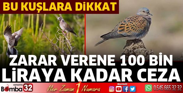 Bu kuşlara verene 100 bin liraya kadar ceza