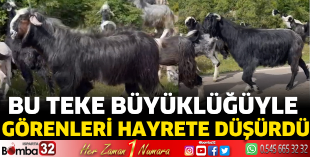 Bu teke büyüklüğüyle görenleri hayrete düşürdü 