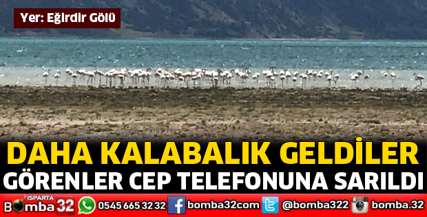 Bu yıl daha kalabalık geldiler