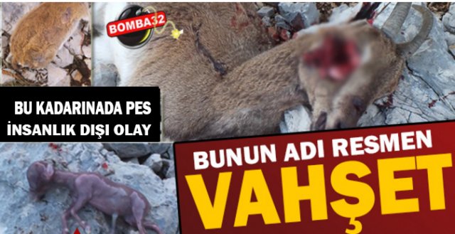 BUNUN ADI RESMEN VAHŞET 