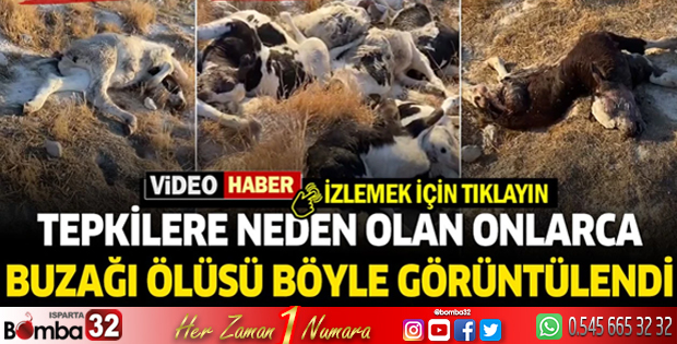 Burdur çöplüğüne atılmış onlarca buzağı ölüsü görüntülendi