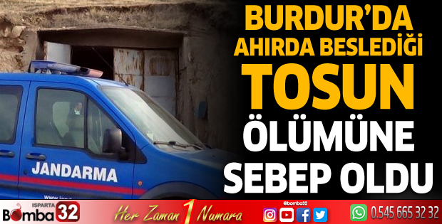 Burdur'da ahırda beslediği tosun ölümüne sebep oldu