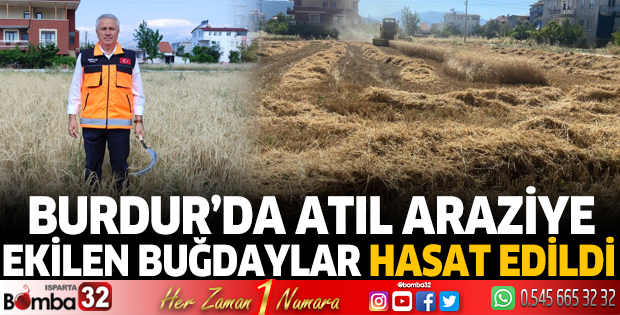 Burdur'da belediye arazilerine ekilen buğdaylar hasat edildi