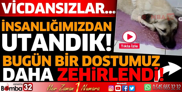 Burdur'da sokak hayvanı zehirlendi