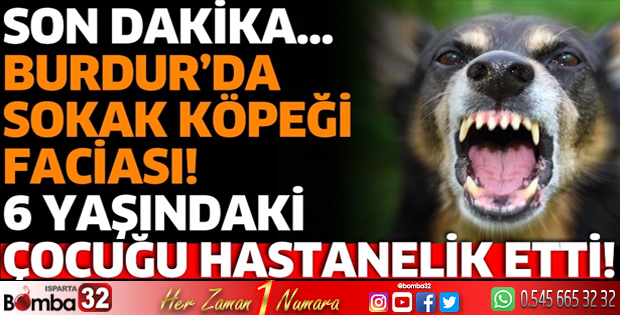 Burdur'da sokak köpeği faciası 6 yaşındaki çocuğu hastanelik etti