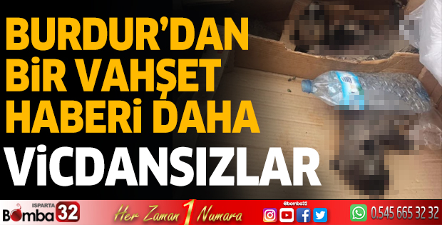 Burdur'dan bir vahşet daha! 6 adet yavru köpek ölü bulundu