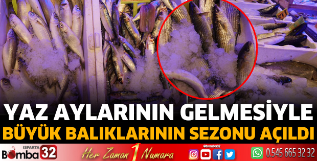 Büyük balıkların sezonu açıldı