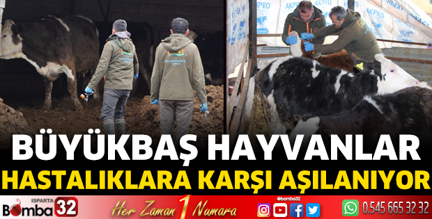 Büyükbaş hayvanlar hastalıklara karşı aşılanıyor