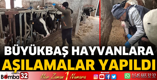 Büyükbaş Hayvanlara Aşılamalar Yapıldı