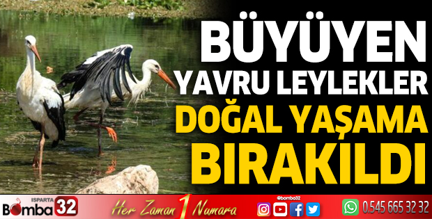 Büyüyen yavru leylekler doğal yaşama bırakıldı