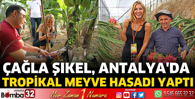 Çağla Şıkel, Antalya'da tropikal meyve hasadı yaptı