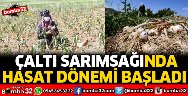 ÇALTI SARIMSAĞINDA HASAT DÖNEMİ