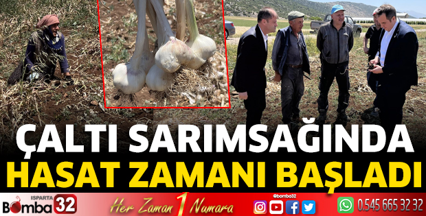 Çaltı Sarımsağında hasat zamanı