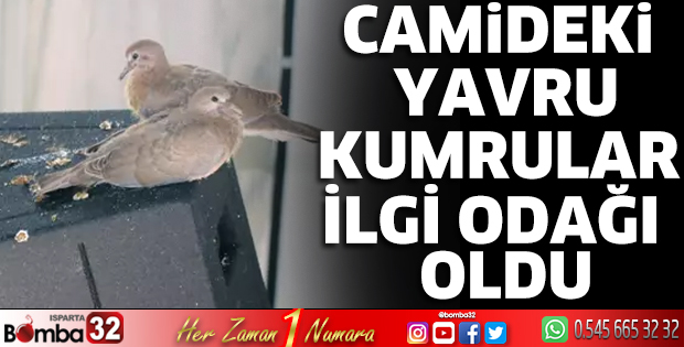 Camideki yavru kumrular ilgi odağı oldu