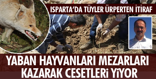 CANAVARLAR CENAZELERİ PARÇALIYOR