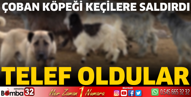 Çoban köpeği keçilere saldırdı 