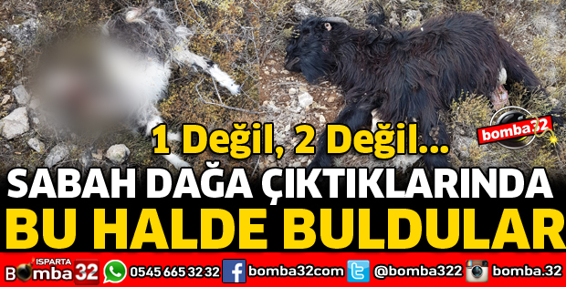DAĞDA KALAN KEÇİLERİNİ ALMAYA GİTTİĞİNDE BÜYÜK ŞOK YAŞADI