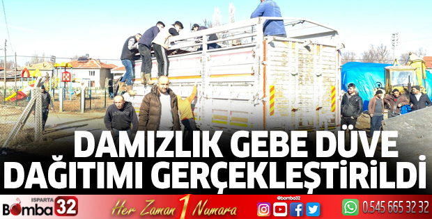 Damızlık gebe düve dağıtımı gerçekleştirildi