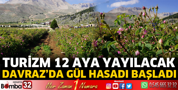 Davraz'da gül hasadı başladı
