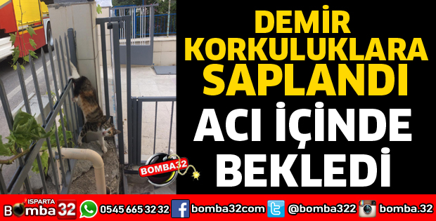 DEMİR KORKULUKLARA SAPLANAN KEDİ KURTARILDI
