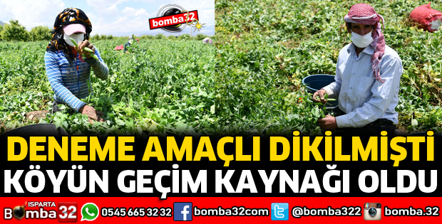 DENEME AMAÇLI DİKİLEN BEZELYE KÖYÜN GEÇİM KAYNAĞI OLDU