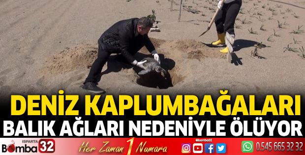 Deniz kaplumbağaları balık ağları nedeniyle ölüyor