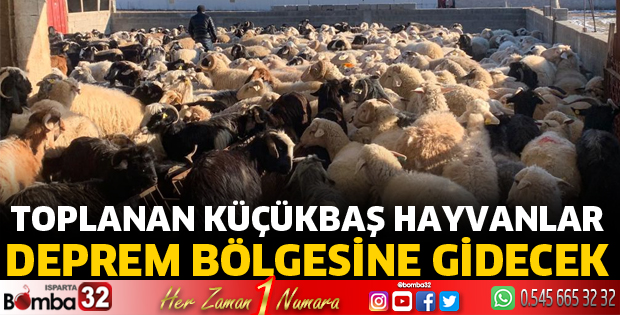 Deprem bölgesi için küçükbaş hayvan topluyorlar