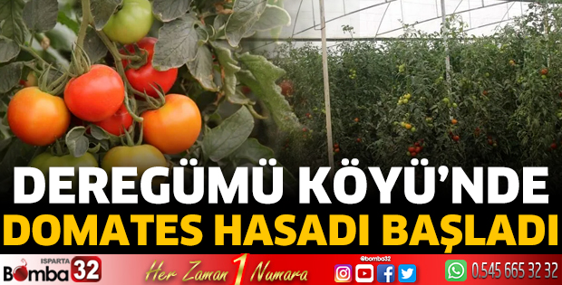 Deregümü Köyü’nde domates hasadı başladı