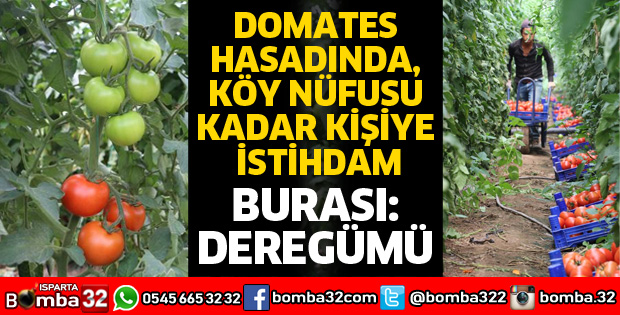 DOMATES HASADINDA, KÖY NÜFUSU KADAR KİŞİYE İSTİHDAM