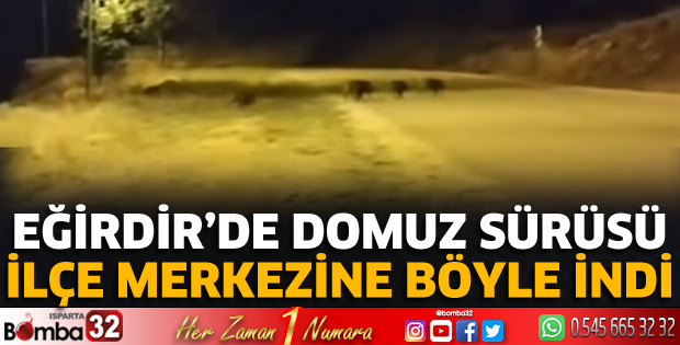 Domuz sürüsü ilçe merkezine böyle geldi