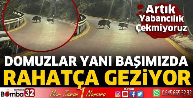 Domuzlar yanı başımızda rahatça geziyor