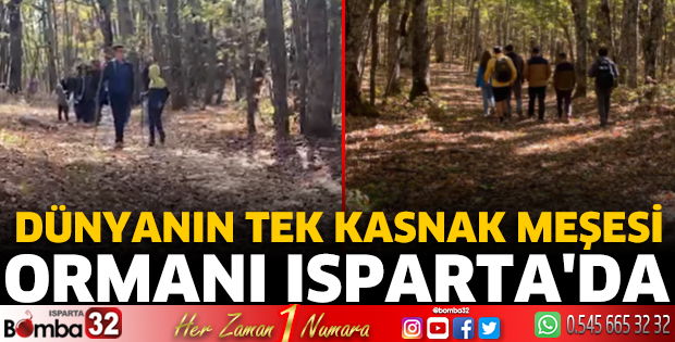 Dünyanın tek kasnak meşesi ormanı Isparta'da