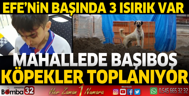 Efe'nin başında 3 ısırık var