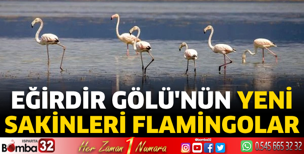 Eğirdir Gölü'nün yeni sakinleri flamingolar