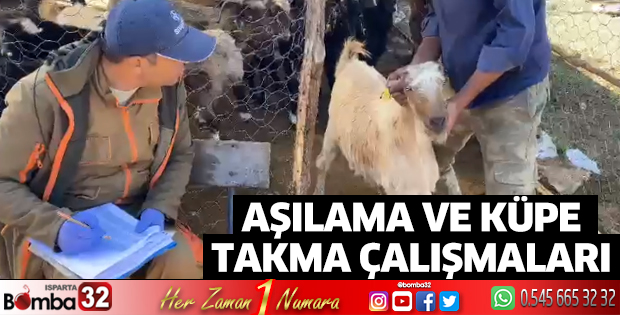 Eğirdir'de küçükbaş hayvanlara aşı ve küpe takma işlemi 