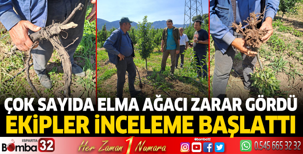 Ekipler elma ağaçlarına inceleme başlattı