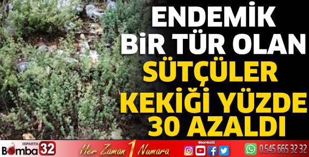 Endemik bir tür olan Sütçüler Kekiği Yüzde 30 azaldı