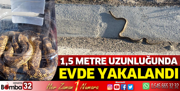 Evde yılan operasyonu 