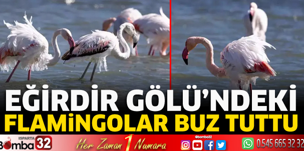 Flamingoların vücutlarında buz sarkıtları oluştu