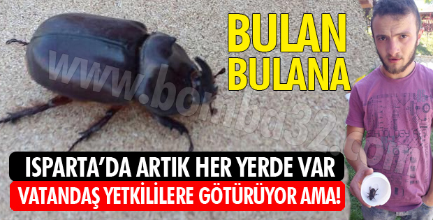 GERGEDAN BÖCEĞİ İLE İMTİHANIMIZ!
