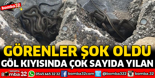 GÖL KIYISINDA ÇOK SAYIDA YILAN GÖRÜLDÜ