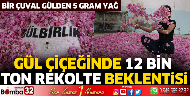 Gül çiçeğinde 12 bin ton rekolte beklentisi