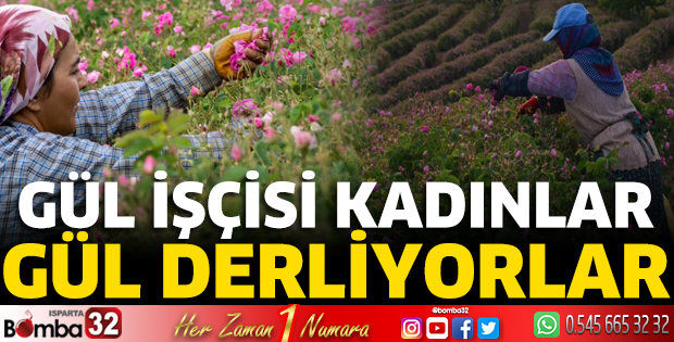 Gül işçisi kadınlar gül derliyorlar