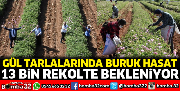 Gül tarlalarında buruk hasat