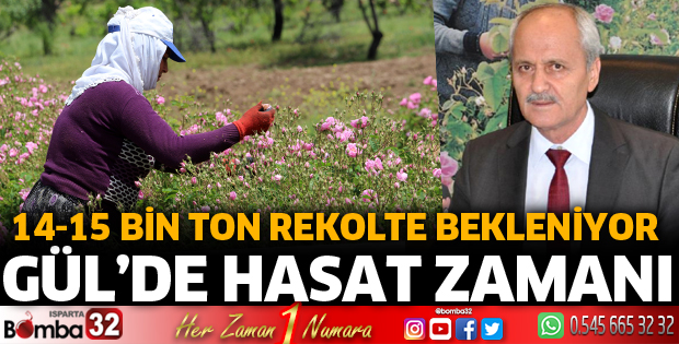 Gül’de hasat zamanı